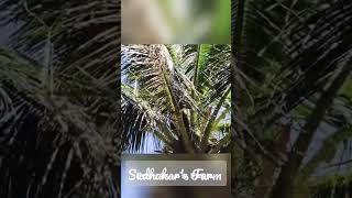 Coconut 🥥 trees diseases p #youtubeshorts #support  #subscribe  #viral #nature