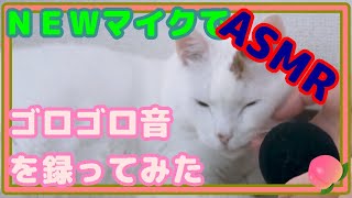 ASMR新外部マイクで猫のゴロゴロ音を録ってみたI tried to record the rumbling sound of a cat with a new external microphone