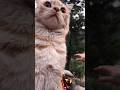 Mani is surprised to see bonfire 🔥 #kitten #play #cute #pet