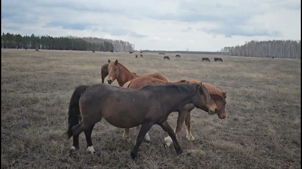 Две кобылки в юбках попадаются на объектив камеры