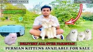 Punch Face Persian kitten Prices/Cheapest cats shop/Triple coated #cats #pakistan #petshop #kitten