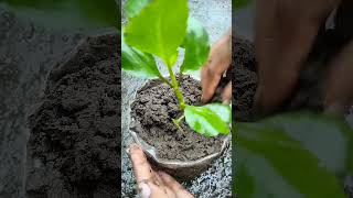 পাথরকুচি গাছের চারা রোপন। Tree lover BD #shorts.