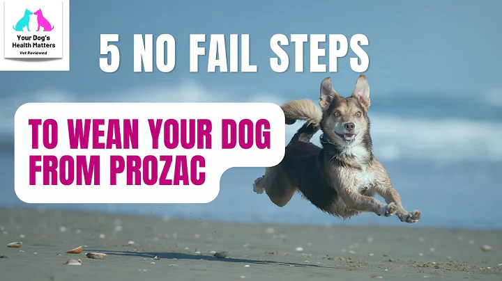 5 No-Fail Steps to Wean Your Dog From Prozac