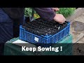 Peas, Beans and Brassicas.