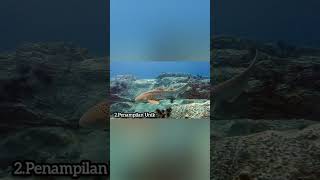 Fakta menarik hiu macan tutul #faktamenarik #faktaunik #faktadunia #faktahewan #leopardshark #hutan