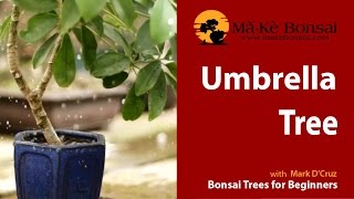 71) Dwarf Umbrella Tree  Schefflera arboricola ideal Bonsai Trees for Beginners