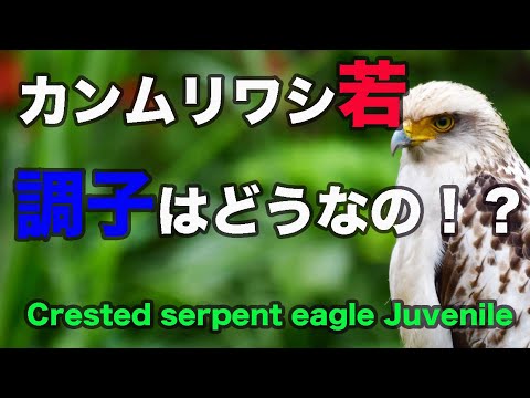 【元気無さそう】カンムリワシ若 Crested serpent eagle juvenile