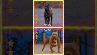 Cane Corso VS American Bully