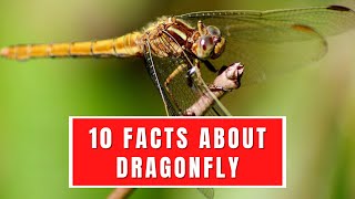 10 INTERESTING FACTS ABOUT DRAGONFLY by Global Facts 193 views 11 months ago 2 minutes, 53 seconds