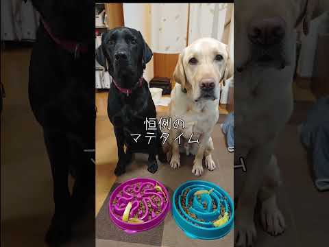 兄弟イッヌを待ち構える朝ごはん #ラブラドールレトリバー #ラブラドール #labrador #犬のいる生活 #shorts