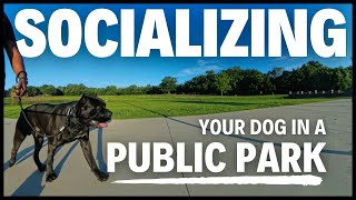 Details Socialize Your Cane Corso: Top Tips for Public Parks News