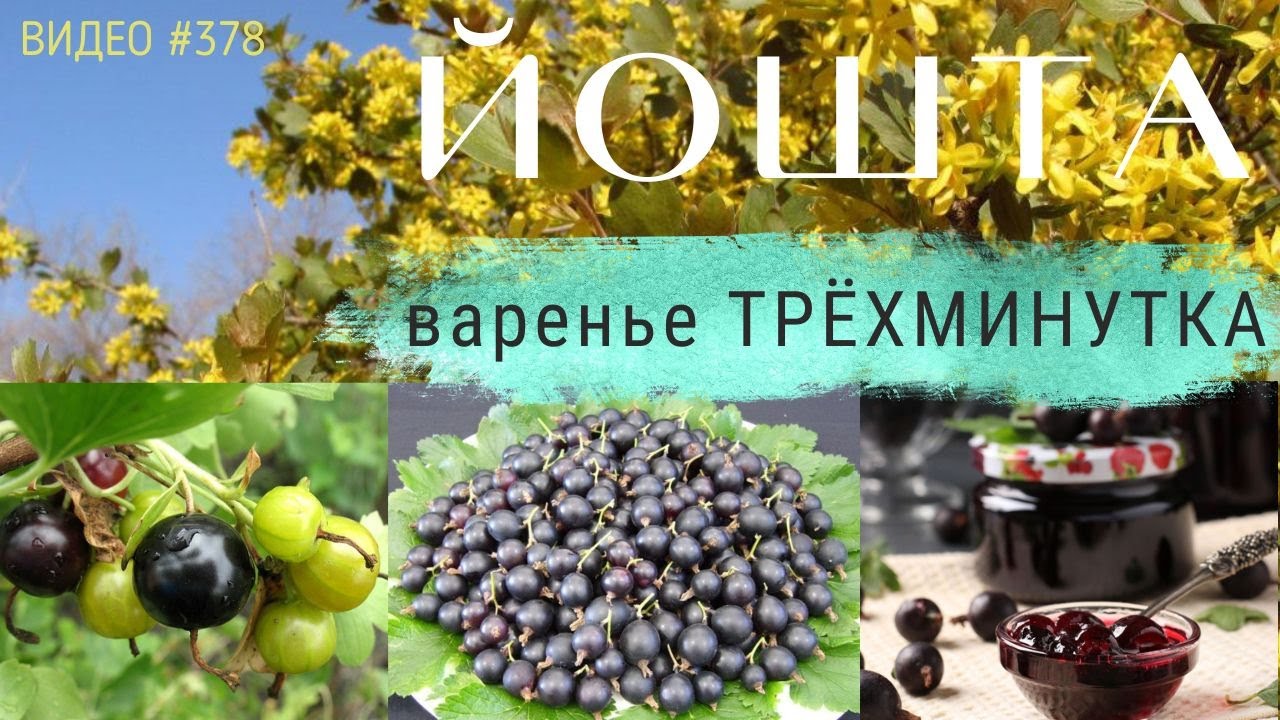 #378 ЙОШТА | полезные свойства | варенье трёхминутка