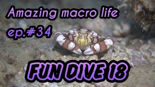 Amazing macro life ep.#34(Fun Dive 18)Scuba diving,Oceanesse I.D