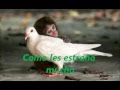Yaravies alla te esperare.wmv
