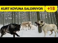 KURT KUZUYU KAPTI ÇOBAN KÖPEĞİ SALDIRDI