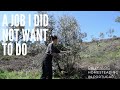 Restoring our oldest olive trees - A job I have been dreading - Our off grid homestead in Portugal