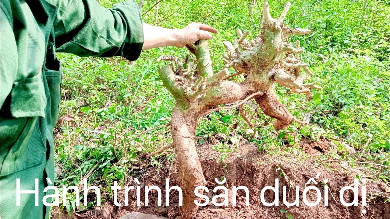 Hành trình khai thác duối dị