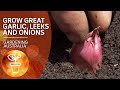 How to grow great garlic, onions, leeks and spring onions | Growing vegies | Gardening Australia