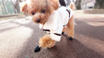 تحميل 最強の犬 تحميل 最強の犬