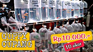 MULAI DARI 10.000 DAPAT 10 EKOR !!! UPDATE HARGA IKAN GUPPY DAN CUPANG DI JATINEGARA TERBARU