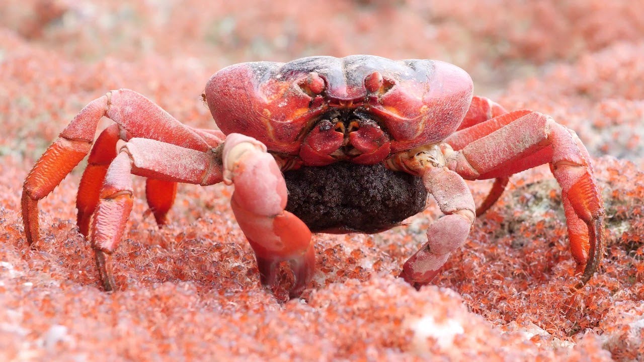 カニがカニを食べている おびただしい数の稚ガニの大群を食べるカニの映像にギョッとする ねとらぼ