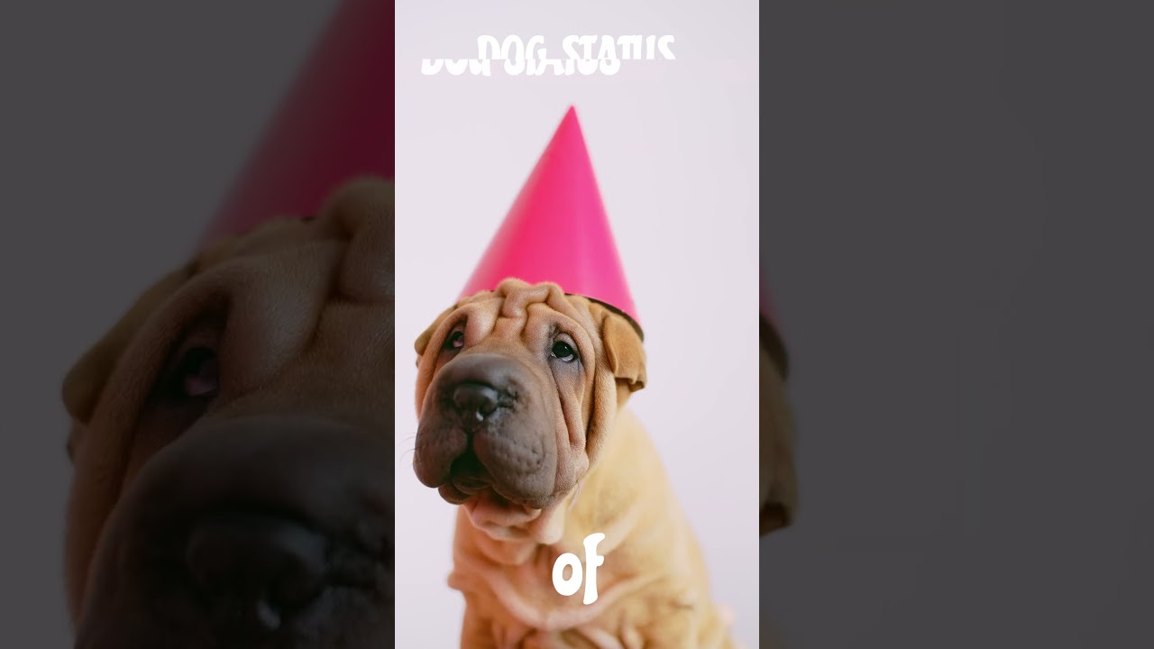 Dogs: Know their Secrets and Curiosities 