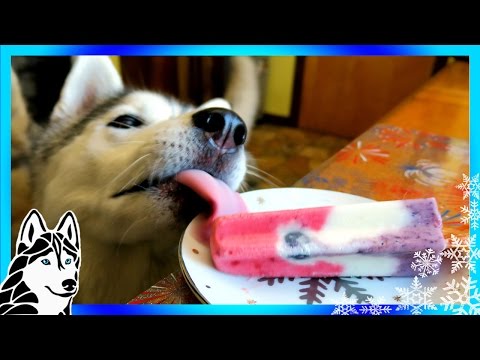 Видео: Puppy Ice Pops Рецепта