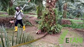 Palm Cutter : CANTAS 3 in Plantation