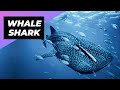 Whale Shark 🦈 One Of The Most Beautiful Sea Creatures Mp3 Song
