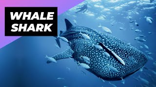 Whale Shark  One Of The Most Beautiful Sea Creatures