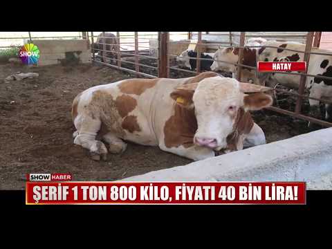 Şerif 1 ton 800 kilo, fiyatı 40 Bin Lira!