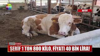 Şerif 1 ton 800 kilo, fiyatı 40 Bin Lira!