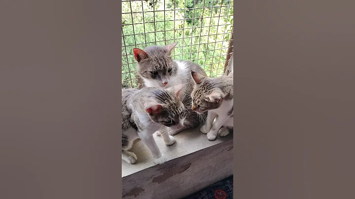 Video 10939871: cat meow kitten pets, cat meow pet animal, pets meow cute kitten, kitten funny meow pets, cat family