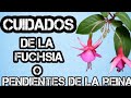 ♦️ Cuidados de la FUCHSIA o Pendientes De La Reina | Planta De interior Aretes De la Reina | Fucsia