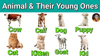 Animals Babies | Animals and Their young Ones | Baby Animals |  Animals and Their Babies | #kids.