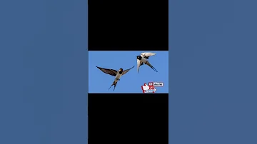 صوت السنونو Hirondelle Song رابط الفيديو كامل بأول تعليق 