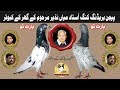 Pigeons Breeding King Ustad Mian Nazir Marhom K Ghar K Kabotar