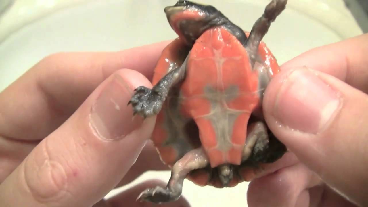 Full In-House Animal Care Center: Up Close And Personal (My 100th Video)