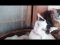 かご猫LIVE 200227