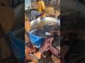 Deoghar fish market 😋 #trending #Viral #Shorts #ytshort #video #shortvideos ❤️‍🔥 #video