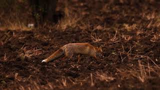 Red Fox Vulpes Vulpes, Dhelpra E Kuqe.