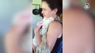 Tiny Little Lambs Video Compilation