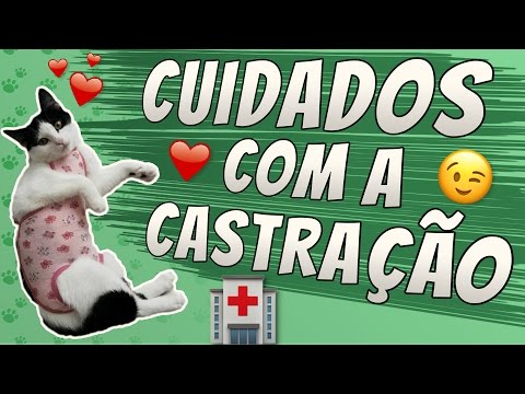 Vídeo: Como Alimentar Seu Gato Após A Cirurgia