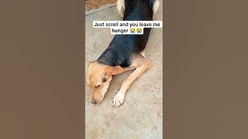 just scroll and you leave hunger #1000ksubscribers #fooddonation #support #pets