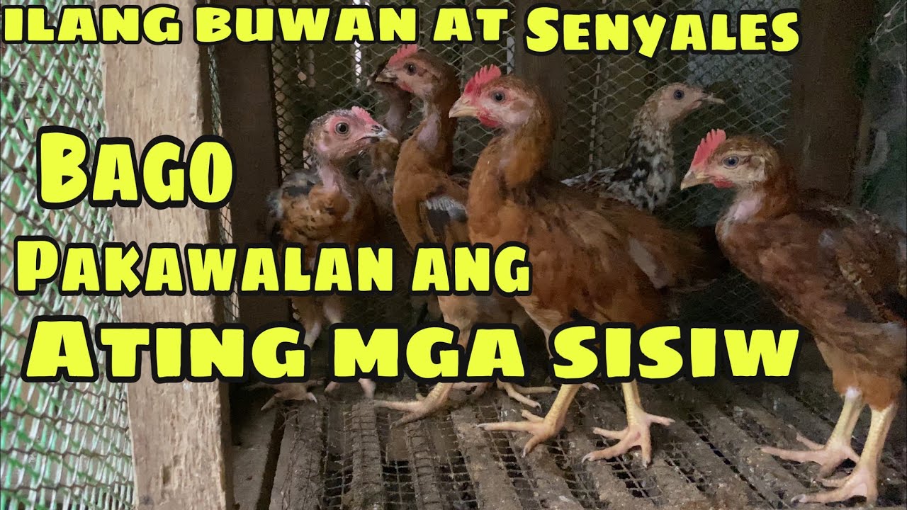 ILANG BUWAN BAGO PAKAWALAN ANG SISIW | REGULAR DAY SA ATING MANOKAN