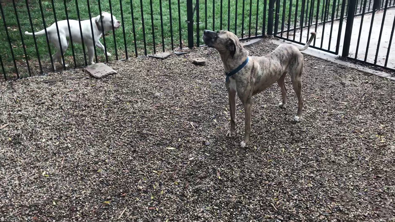 Good Dog K9 Rescue YouTube