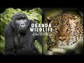 UGANDA WILDLIFE 4k | Descubre a sus animales con SalvajeTravel.com