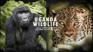 UGANDA WILDLIFE 4k | Descubre a sus animales con SalvajeTravel.com
