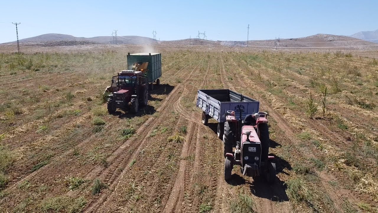 Kuru fasülye hasadı dekara 320 kg Halep oradaysa arşın burda Alberto Kanada
