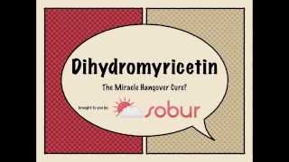 Dihydromyricetin (DHM): The Miracle Hangover Cure